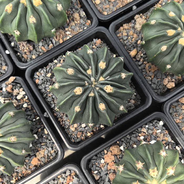 Echinocactus texensis