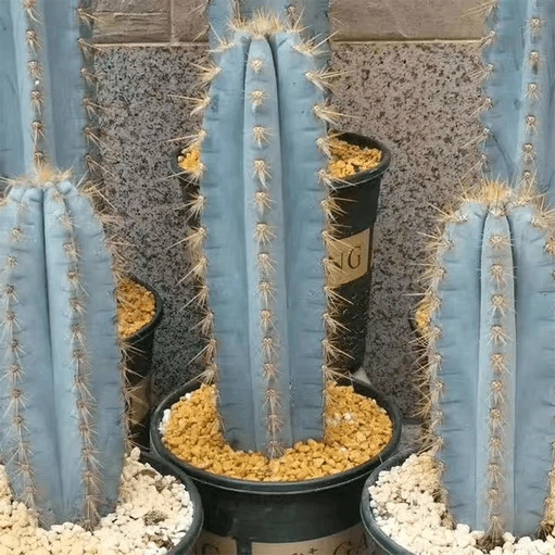 blue candle cactus pilosocereus azureus blue candle cactus pilosocereus azureus