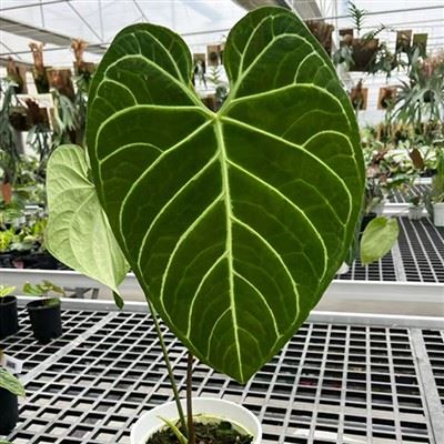 צמח אנתוריום ריגל