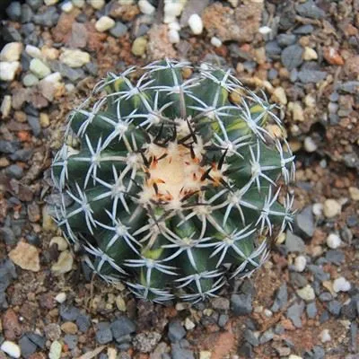 Discocactus Bahiensis Subs Subviridigriseus