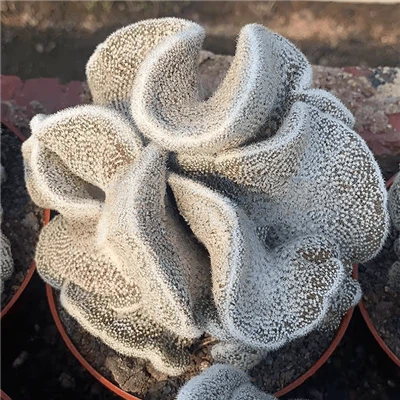 Lobivia Albolanata F. Cristata